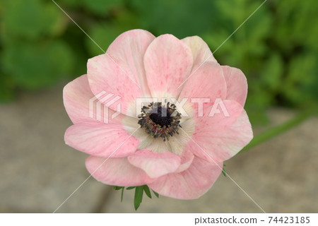 Anemone Mistral Anemone Mistral 74423185