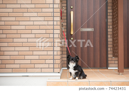 Chihuahua in a long black coat connected to the front door 74423431