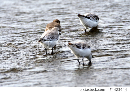 Seaside sanderling herd Dunlin Seaside sanderling herd Dunlin 74423644
