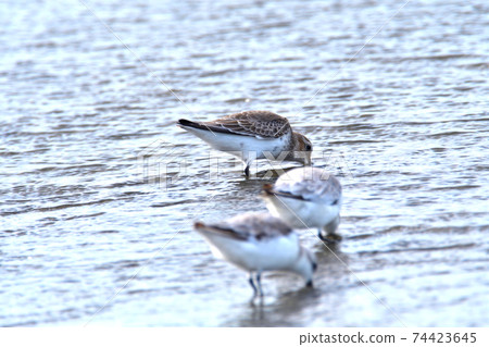 Seaside sanderling herd Dunlin Seaside sanderling herd Dunlin 74423645
