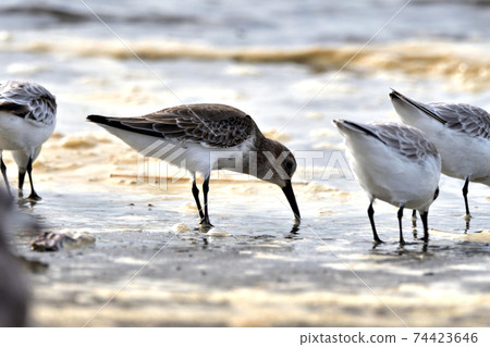 Seaside sanderling herd Dunlin Seaside sanderling herd Dunlin 74423646