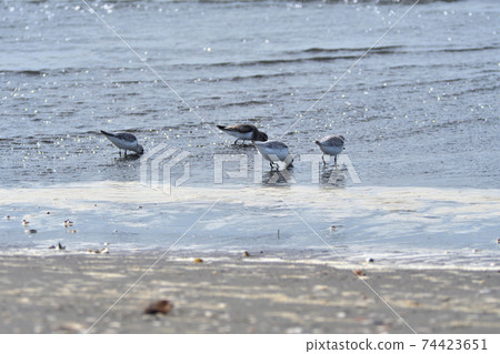 Seaside sanderling herd Dunlin Seaside sanderling herd Dunlin 74423651