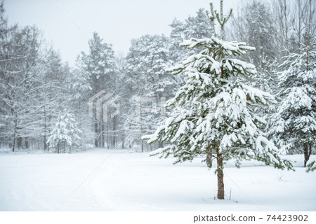 Winter landscape with snowy trees and snowflakes. Christmas concept 74423902
