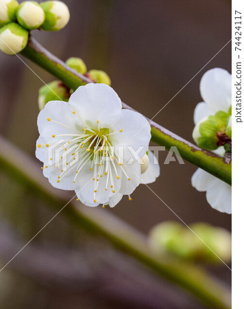 Green calyx plum 2 74424117