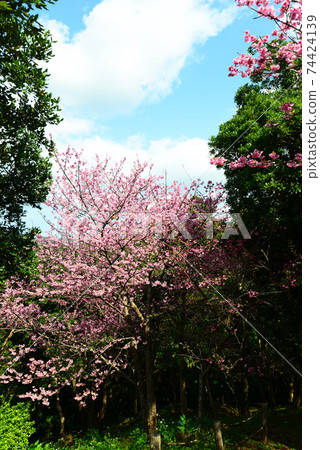 Bright scarlet cherry blossoms Bright scarlet cherry blossoms 74424139