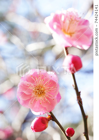 Red plum blooming in the park 74424141