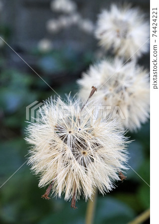 象牙色的豹紋植物絨毛可以抵禦寒冷 74424221