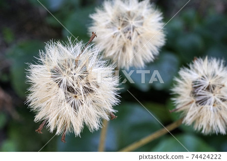 象牙色的豹紋植物絨毛可以抵禦寒冷 74424222