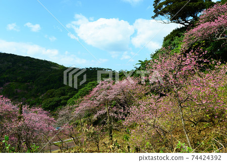 鮮紅色的櫻花 74424392