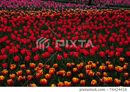 Tulip Festival, Children, Park, Plants Tulip Festival, Children, Park, Plants 74424416