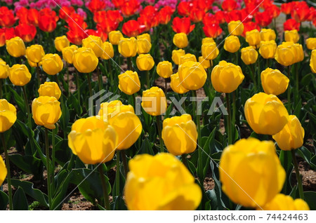 Tulip Festival, Children, Park, Plants Tulip Festival, Children, Park, Plants 74424463