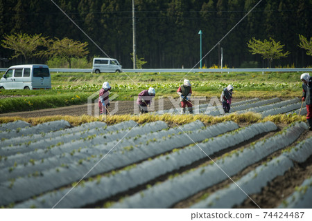 Lady doing farm work 74424487