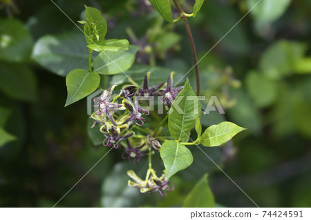 Silkvine Silkvine 74424591
