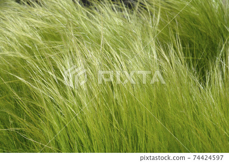 Pony tails grass 74424597