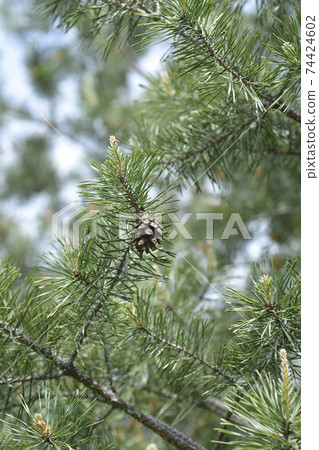 Eastern white pine 74424602