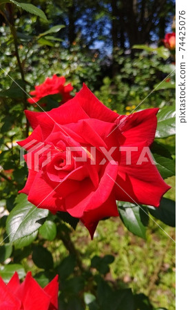 One red rose 74425076