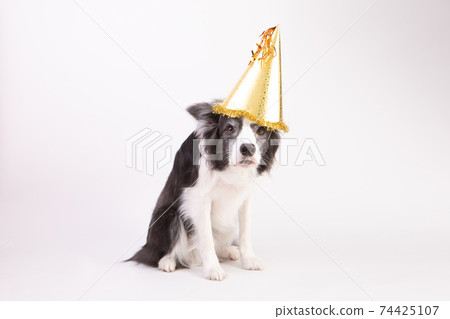 Black and white border collie with a hat Black and white border collie with a hat 74425107