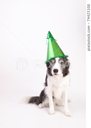 Black and white border collie with a hat Black and white border collie with a hat 74425108