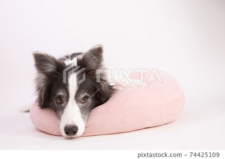Black and white border collie relaxing with pink cushions 74425109