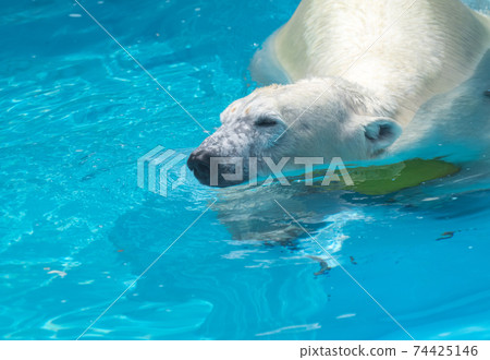Polar bear 74425146