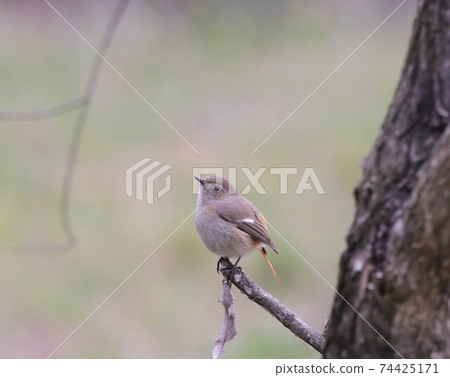 圓形和蓬鬆的Daurian Redstart女 74425171