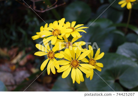 Tsuwabuki flower Tsuwabuki flower 74425207