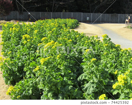 Early blooming navana is in bloom Early blooming navana is in bloom 74425392