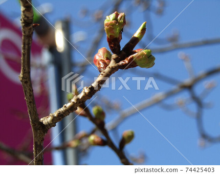 Kawazu cherry blossom buds blooming soon in front of Inagekaigan station Kawazu cherry blossom buds blooming soon in front of Inagekaigan station 74425403