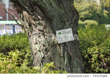 廣島的轟炸樹板“在兒童文化科學博物館東側的垂柳” 74425866