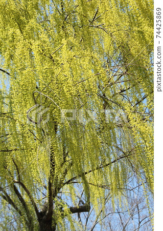 廣島的炸彈樹“青年中心西側的垂柳” 74425869