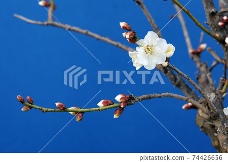 早春預示著白色梅花的開花 74426656