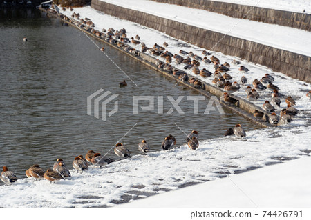 A horde of ducks on the banks of a snow-covered pond 74426791