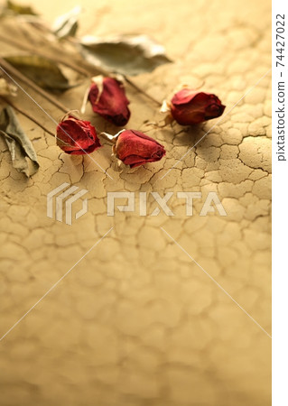 Dry flowers on cracked loess 74427022