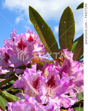 Purple crown 74427189