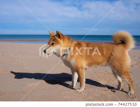Shiba Inu puppy looks like a little fox 74427510