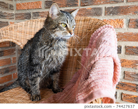 The face of a smart tabby cat 74427637