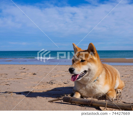 Shiba Inu on the beach. Mediterranean Sea. Spain. 74427669