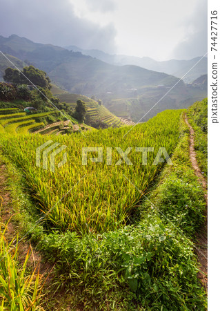 Terraced rice paddy field landscape of Mu Cang Chai, Yenbai, Northern Vietnam 74427716