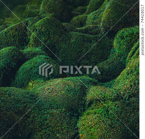 Abstract waved and hilly green plants background. Biophilia concept. Nature, bio design. Square card. Selective focus, copy space. 74428017