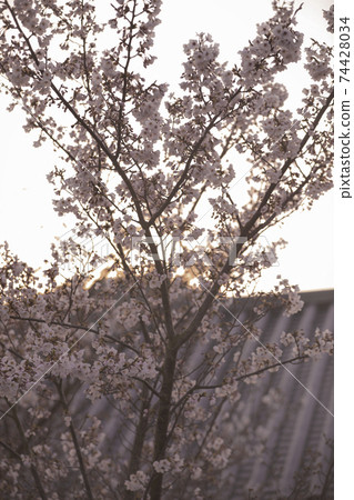 櫻花在春天的夕陽 櫻花在春天的夕陽 74428034