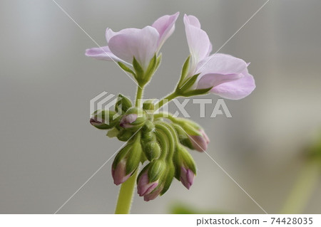 花 花 74428035