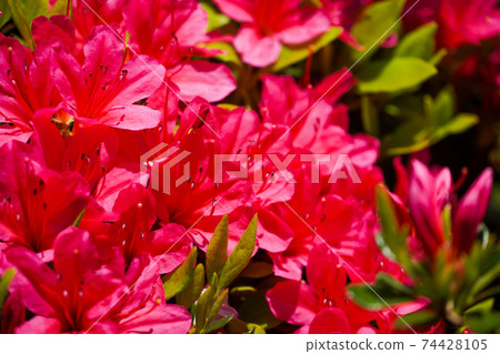 廣美公園的杜鵑花 廣美公園的杜鵑花 74428105