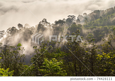 Khao Khai Nui, Sea of fog in the winter mornings at sunrise, New landmark to see beautiful scenery Thailand. Khao Khai Nui, Sea of fog in the winter mornings at sunrise, New landmark to see beautiful scenery Thailand. 74428111