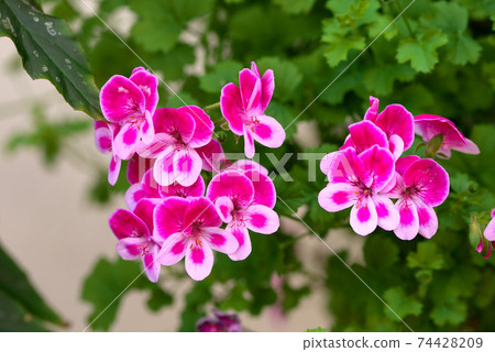 Pelargonium Angel Eyes Viola 74428209