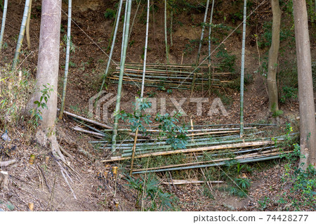 Bamboo forest felling landscape 74428277