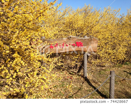 A signboard of Robai no Sato buried in yellow flowers A signboard of Robai no Sato buried in yellow flowers 74428667