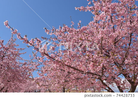 Pink Kawazu cherry blossoms and blue sky 74428733