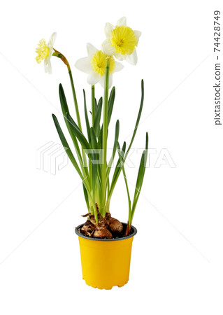 Daffodil houseplant. Narcissus spring bulbous plant in the pot isolated on white 74428749