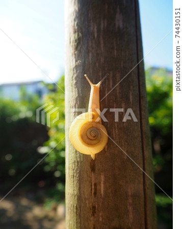 Snail climbing a tree 74430151