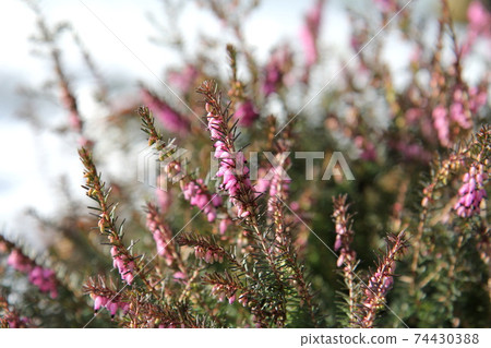 Pink heather buds 74430388